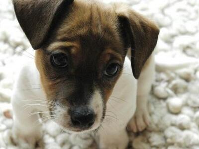 Το σχέδιο νόμου για τα αδέσποτα ζώα 