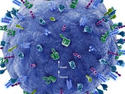 Το ανοσοποιητικό «εξολοθρεύει» καθημεριν...