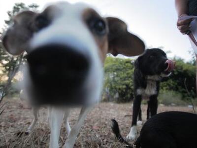 Κρήτη: Πυροβόλησαν σκύλο την ώρα της βόλτας του