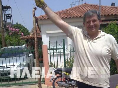 Πύργος: Τους "έζωσαν" τα φίδια...