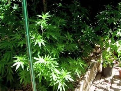 43χρονος καλλιεργούσε στον κήπο του δενδ...