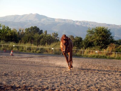 Σκότωσαν άλογα στην Στράτο Αιτωλοακαρνανίας