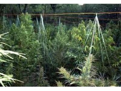 Αμαλιάδα: Είχε μετατρέψει την αυλή του σ...