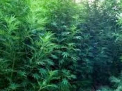 Στου «παράδεισου» την πόρτα ... με κάννα...