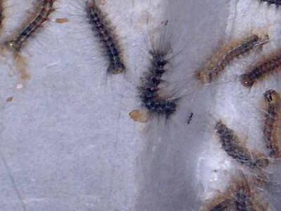 Δημιουργήθηκε ρομπότ- σκουλήκι σε ρόλο κατασκόπου