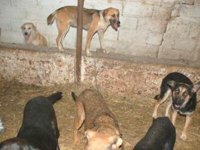 Κουλούρα Αιγιαλείας: 25 σκυλιά ζουν υπό ...