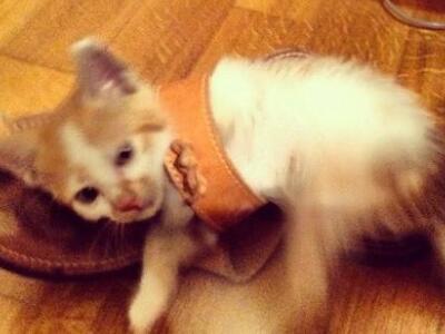 Αυτό είναι το γατάκι της Ελεονώρας Μελέτη