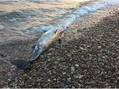 Ναύπακτος: Θλίψη για το θάνατο δελφινιού...