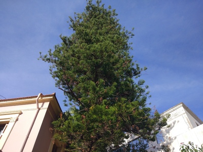 Πάτρα: Αυτά είναι τα ψηλότερα δένδρα της πόλης