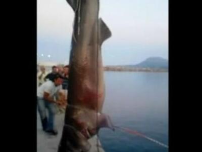 Τεράστιος καρχαρίας βάρους ένος τόνου πι...