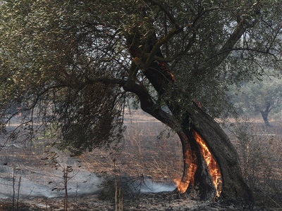 Αχαΐα- ΕΝΦΙΑ: Μέσω myAADE οι δηλώσεις απ...