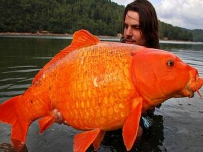 Γαλλία: Έπιασε χρυσόψαρο βάρους 13,5 κιλ...