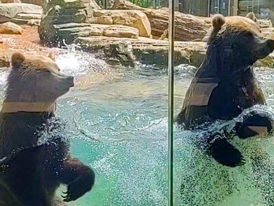 Δείτε τις αρκουδίτσες με το μοναδικό ταλ...