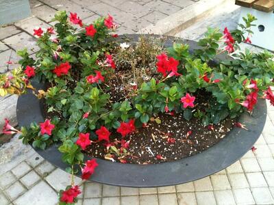 Πάτρα: Ζαρντινιέρες μόνες ξερές και έρημ...