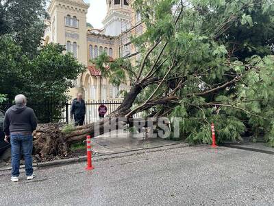 Πάτρα- απίστευτο: Ξεριζώθηκαν κι έσπασαν...