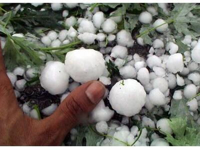 Μεγάλες ζημιές σε καλλιέργειες στην Ηλεί...