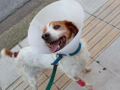 Η Πανελλήνια Ομοσπονδία ΝΕΜΕΣΙΣ για την ...