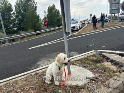 Νεκρός 54χρονος σε τροχαίο - Σώθηκε το σκυλί του και τον περίμενε δίπλα στο τρακάρισμα