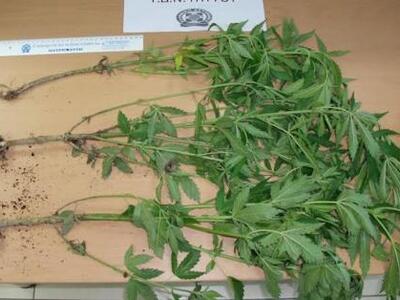 Ηλεία: Δεν καλλιεργούσε μόνο ...τριαντάφ...