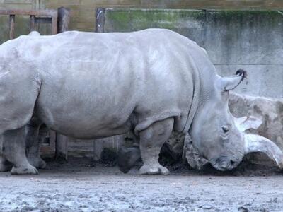 Πέθανε ένας από τους 4 τελευταίους λευκο...