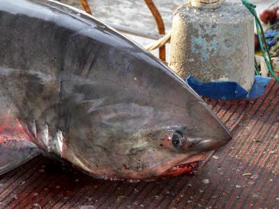 Αλιευτικό σκάφος έπιασε καρχαρία 180 κιλ...