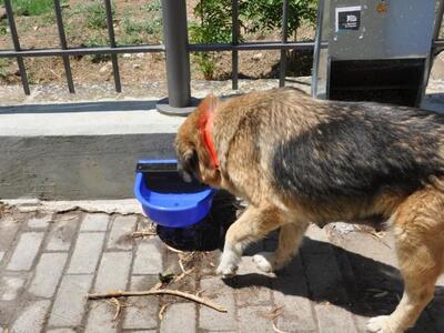 Πάτρα: Tου έκλεψαν τον σκύλο από το σπίτι του!