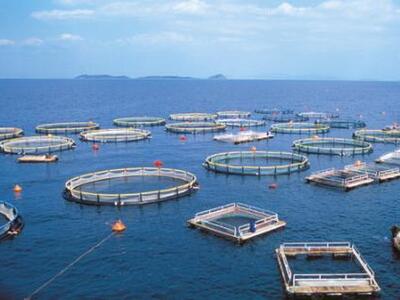 Προσπάθησαν να κλέψουν 8,1 τόνους ψάρια ...