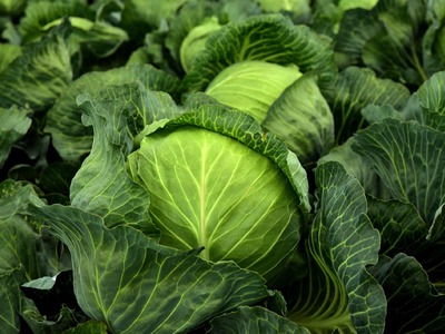 Πώς καταψύχουμε το λάχανο για να κρατήσε...