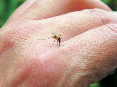 Συναγερμός για τον ιο του Δυτικού Νείλου...