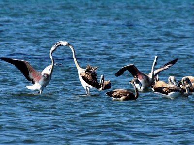 Ο χορός των φλαμίνγκο 