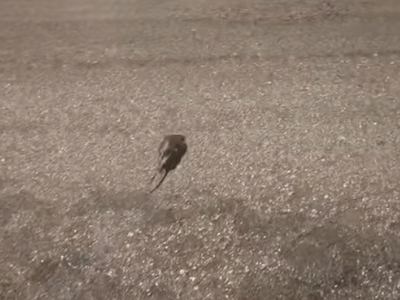 Πάτρα: Ο μικρός... Ρατατούη που τράβηξε ...