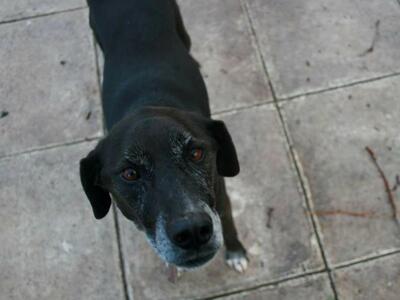 Πάτρα: Χάθηκε σκυλί στην περιοχή του Αγί...