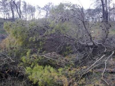 Νέα στέγη για το δασαρχείο Αμαλιάδας 