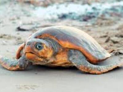 Μεσολόγγι: Διάσωση θαλάσσιας χελώνας στο...