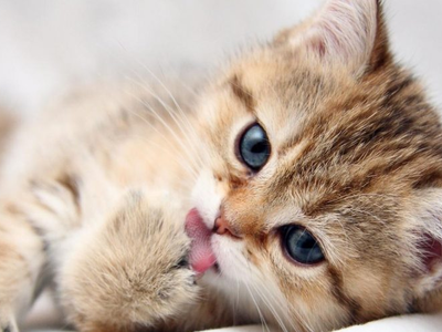 Πάτρα: Πυροβόλησαν και τραυμάτισαν γατάκ...