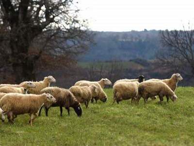 Πρόβατα, ακίνητα, σκαμπό, αναπτήρες, ξεν...