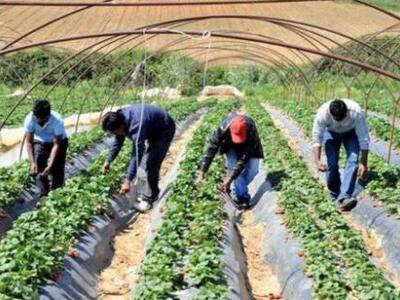 Ηλεία: Προβλήματα και χαμηλές τιμές στις...