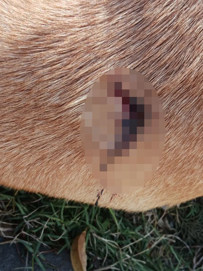 Ρασοφόρος επιτέθηκε με αιχμηρό αντικείμενο και τραυμάτισε αδέσποτο σκυλί