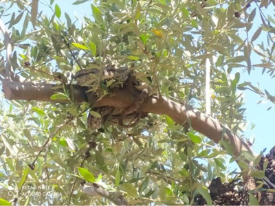 Φιλιατρά: Αγρότης «πάγωσε» από τον φόβο του όταν είδε δύο τεράστια φίδια να κρέμονται από ελαιόδεντρο