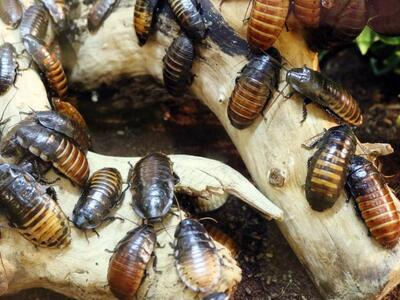 Κινέζοι επιστρατεύουν τις κατσαρίδες για...