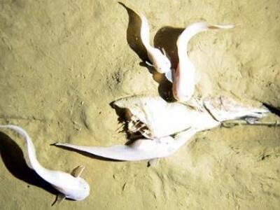 Μέχρι ποιο βάθος μπορούν να ζήσουν τα ψάρια