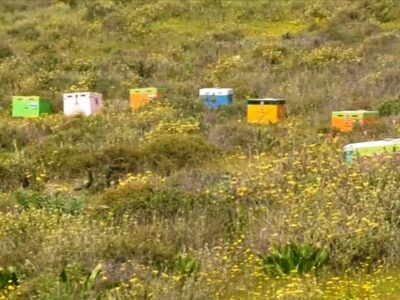 Μυτιλήνη: Μέλισσες επιτέθηκαν σε επιβάτες ΙΧ 