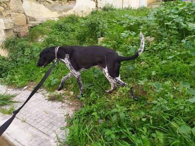 Ο Άργος αγνοείται στην Πάτρα- Δίνεται αμ...