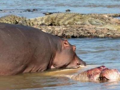 Είναι οι ιπποπόταμοι κανίβαλοι;