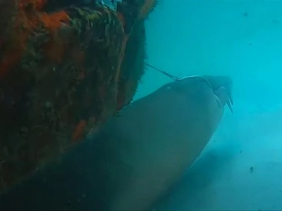  Δύτης απελευθέρωσε καρχαρία από άγκιστρο -BINTEO 