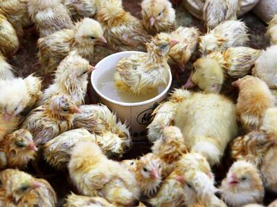 Σουηδία: 200.000 κοτόπουλα θα σφαγιαστού...