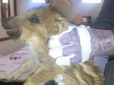 Γιάννενα: Το μικρό τυχερό αγριογούρουνο ...