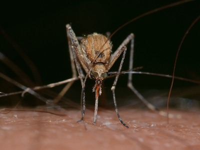 Κουνούπια: Επτά λόγοι που τσιμπούν εσάς ...
