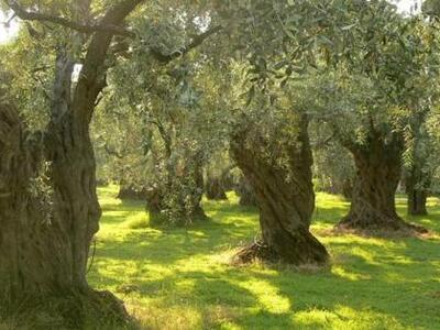 Κόρινθος: Αλλοδαποί λαθροϋλοτόμοι συνελή...