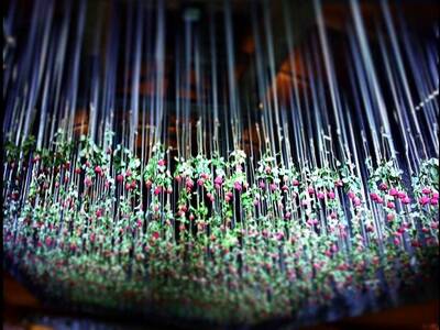 Επιστρατεύτηκαν 5.000 τριαντάφυλλα για τ...